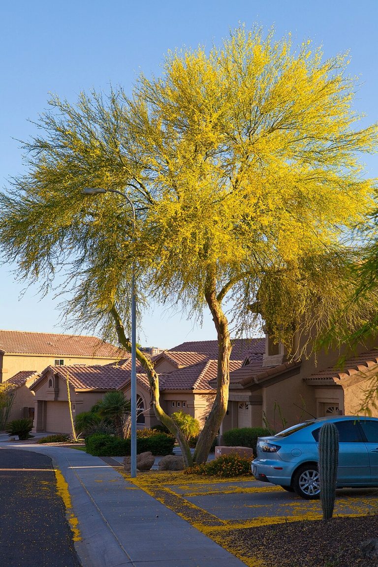 Arizona Allergenic Plant Guide Archives Ahwatukee Allergist