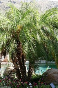 Pigmy Date Palm Ahwatukee