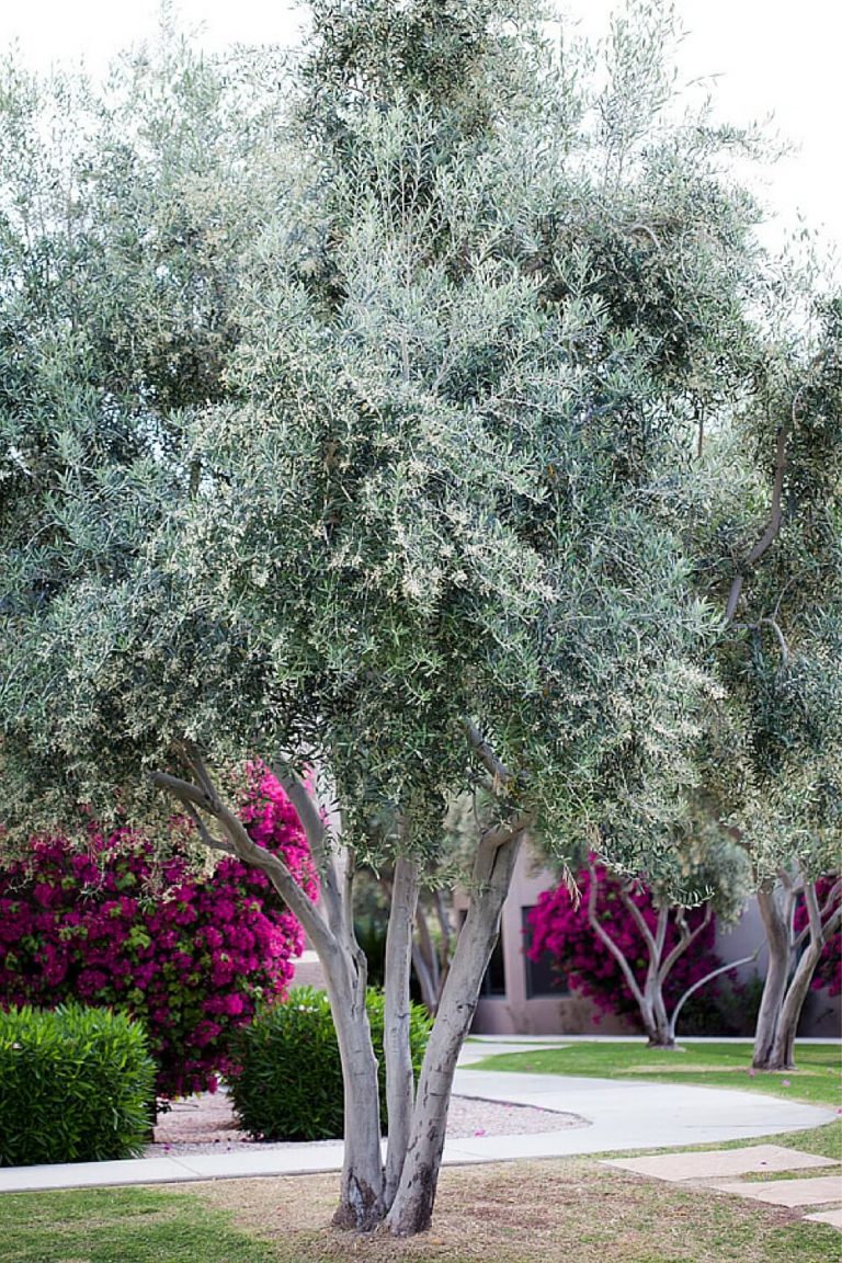 Arizona Olive Trees Life Will Find a Way Ahwatukee Allergist