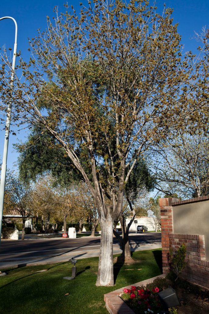 Arizona Ash (Fraxinus velutina) Ahwatukee Allergist